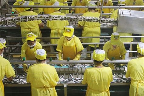 Modern technology keeps Mega sardines fresh ‘from .